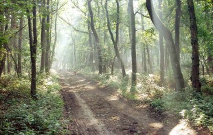 Waldweg, Dorsten